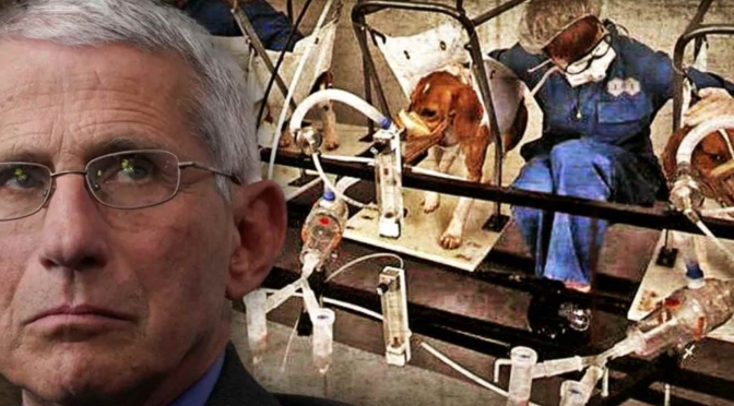 As PETA Calls for Resignation, Dr. Fauci Exposed for Torturing Hundreds of Puppies for YEARS 